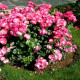 Саженцы Роз Шраб в Выборге — доставка почтой! Саженцы Роз Шраб в Выборге — доставка почтой!